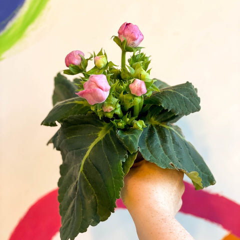 Gloxinia - Sinningia speciosa - Sprouts of Bristol