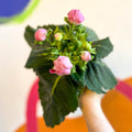 Gloxinia - Sinningia speciosa - Sprouts of Bristol