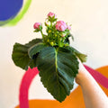 Gloxinia - Sinningia speciosa - Sprouts of Bristol