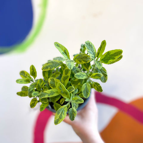 Gold Sage - Salvia officinalis 'Icterina' - UK Grown Culinary Herbs - Sprouts of Bristol