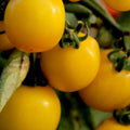 Golden Tomato (Solanum lycopersicum) ‘Golden Sunrise’ Seeds - Sprouts of Bristol