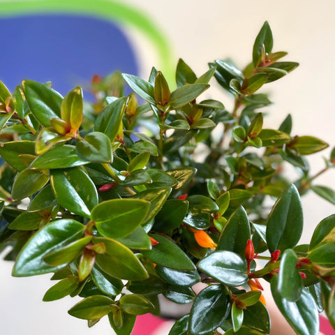 Goldfish Plant - Nematanthus 'Black Magic' - Welsh Grown - Sprouts of Bristol