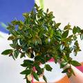 Goldfish Plant - Nematanthus 'Black Magic' - Welsh Grown - Sprouts of Bristol