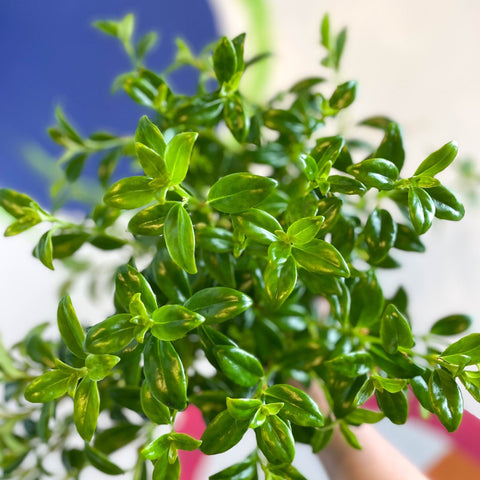 Goldfish Plant - Nematanthus 'Christmas Holly' - Welsh Grown - Sprouts of Bristol