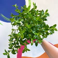 Goldfish Plant - Nematanthus 'Christmas Holly' - Welsh Grown - Sprouts of Bristol