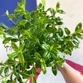 Goldfish Plant - Nematanthus 'Christmas Holly' - Welsh Grown - Sprouts of Bristol
