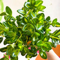 Goldfish Plant - Nematanthus gregarius variegata - Welsh Grown - Sprouts of Bristol