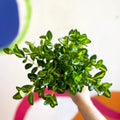 Goldfish Plant - Nematanthus gregarius variegata - Welsh Grown - Sprouts of Bristol