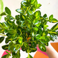Goldfish Plant - Nematanthus gregarius variegata - Welsh Grown - Sprouts of Bristol