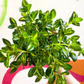 Goldfish Plant - Nematanthus gregarius variegata - Welsh Grown - Sprouts of Bristol