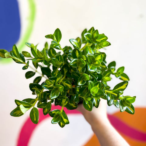 Goldfish Plant - Nematanthus gregarius variegata - Welsh Grown - Sprouts of Bristol