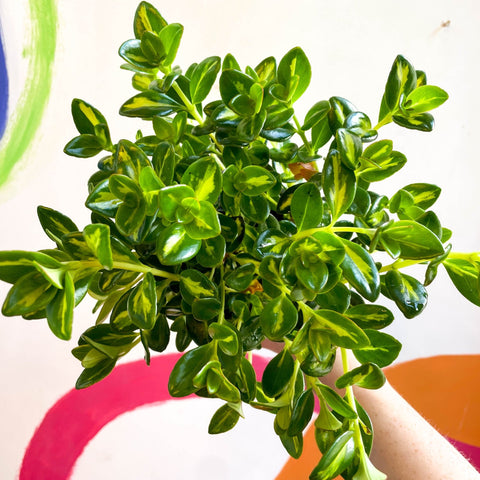 Goldfish Plant - Nematanthus gregarius variegata - Welsh Grown - Sprouts of Bristol