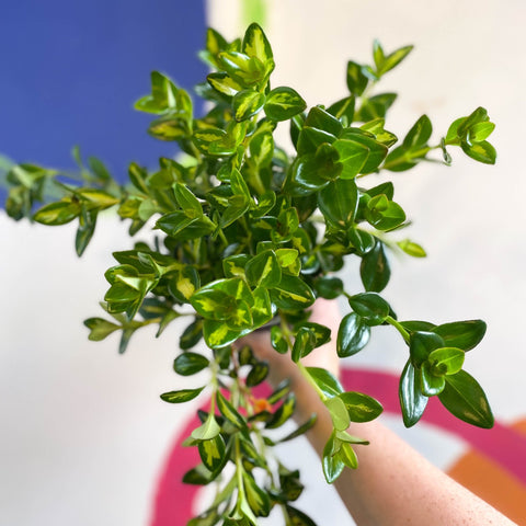 Goldfish Plant - Nematanthus gregarius - Welsh Grown - Sprouts of Bristol