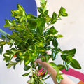 Goldfish Plant - Nematanthus gregarius - Welsh Grown - Sprouts of Bristol
