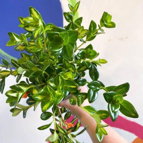 Goldfish Plant - Nematanthus gregarius - Welsh Grown - Sprouts of Bristol