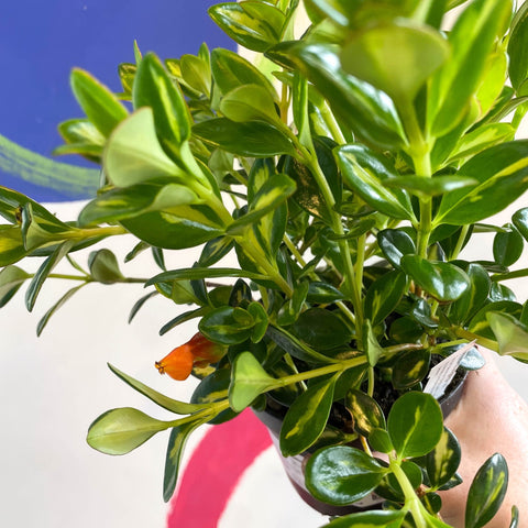 Goldfish Plant - Nematanthus gregarius - Welsh Grown - Sprouts of Bristol