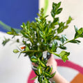 Goldfish Plant - Nematanthus gregarius - Welsh Grown - Sprouts of Bristol