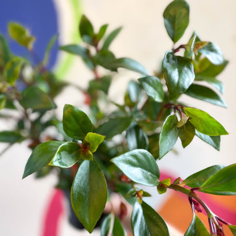 Goldfish Plant - Nematanthus perianthomega x gregarious 'Tropicana' - Welsh Grown - Sprouts of Bristol