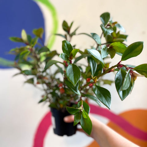 Goldfish Plant - Nematanthus perianthomega x gregarious 'Tropicana' - Welsh Grown - Sprouts of Bristol
