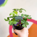 Granny Bonnet - Aquilegia caerulea 'Earlybird Purple & White' - British Grown Herbaceous Perennial - Sprouts of Bristol