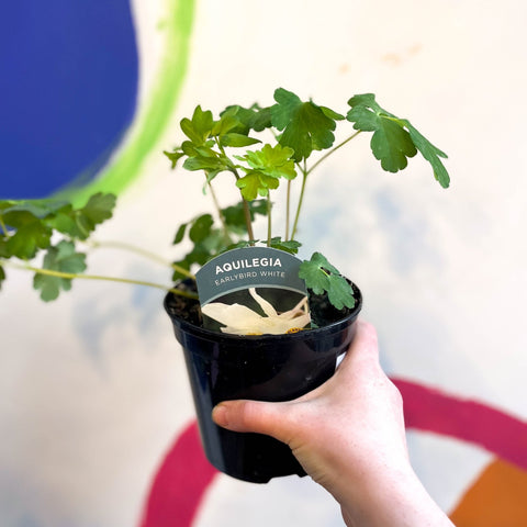 Granny Bonnet - Aquilegia caerulea 'Earlybird White' - British Grown Herbaceous Perennial - Sprouts of Bristol