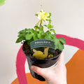 Granny Bonnet - Aquilegia caerulea 'Earlybird Yellow' - British Grown Herbaceous Perennial - Sprouts of Bristol
