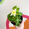 Granny Bonnet - Aquilegia caerulea 'Earlybird Yellow' - British Grown Herbaceous Perennial - Sprouts of Bristol