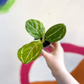 Green Medallion Calathea - Calathea Roseopicta - Sprouts of Bristol
