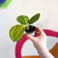 Green Medallion Calathea - Calathea Roseopicta - Sprouts of Bristol