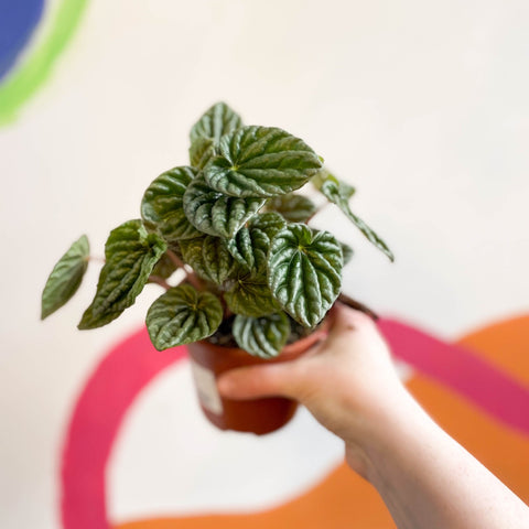 Green Radiator Plant - Peperomia caperata - Sprouts of Bristol