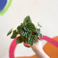 Green Radiator Plant - Peperomia caperata - Sprouts of Bristol