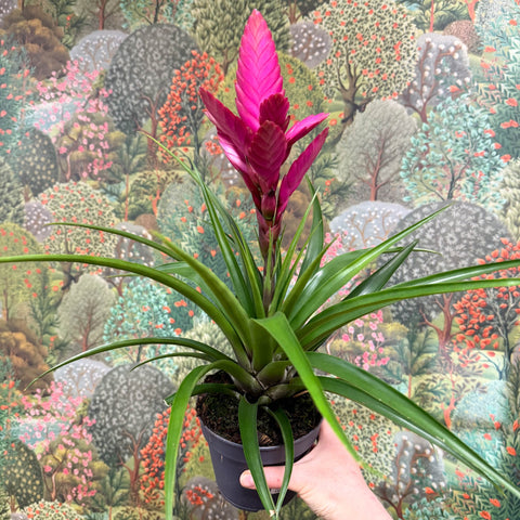 Guzmania 'Amira' - Sprouts of Bristol