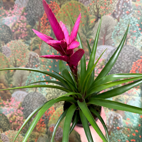 Guzmania 'Amira' - Sprouts of Bristol