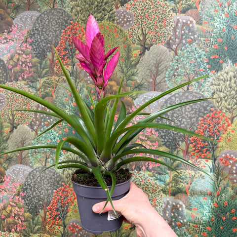 Guzmania 'Amira' - Sprouts of Bristol