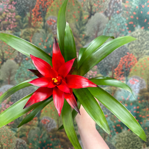 Guzmania 'Blitz' - Sprouts of Bristol