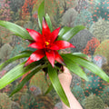 Guzmania 'Blitz' - Sprouts of Bristol