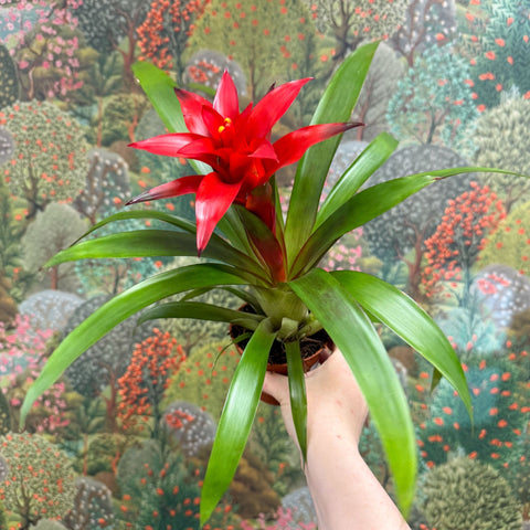 Guzmania 'Blitz' - Sprouts of Bristol