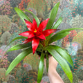 Guzmania 'Blitz' - Sprouts of Bristol