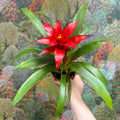 Guzmania 'Blitz' - Sprouts of Bristol