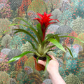 Guzmania 'Blitz' - Sprouts of Bristol