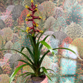 Guzmania 'Choco' - Sprouts of Bristol