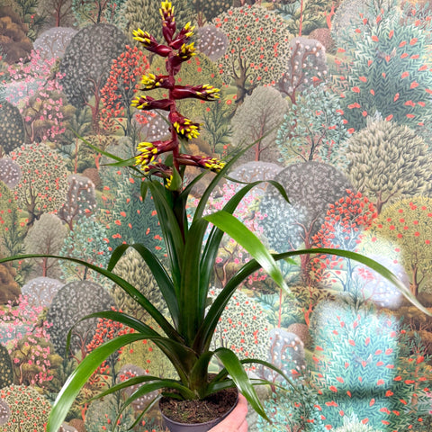 Guzmania 'Choco' - Sprouts of Bristol