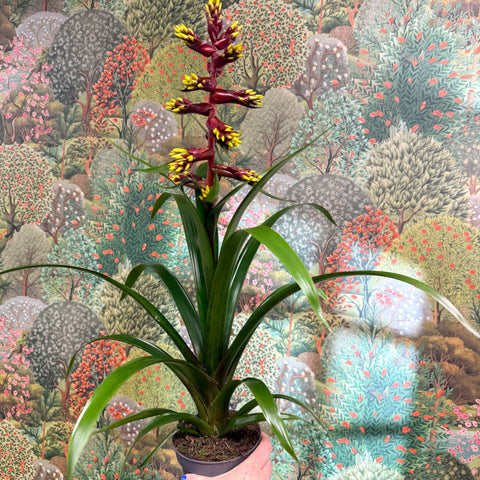Guzmania 'Choco' - Sprouts of Bristol