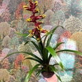 Guzmania 'Choco' - Sprouts of Bristol