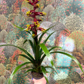 Guzmania 'Choco' - Sprouts of Bristol