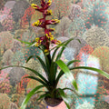 Guzmania 'Choco' - Sprouts of Bristol