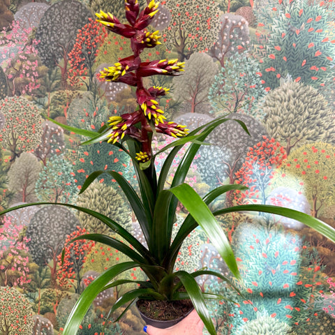 Guzmania 'Choco' - Sprouts of Bristol