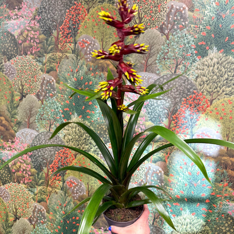Guzmania 'Choco' - Sprouts of Bristol