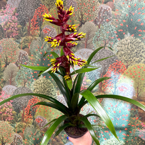 Guzmania 'Choco' - Sprouts of Bristol