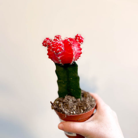 Gymnocalycium mihanovichii 'Japan Red' - Moon Cactus - Sprouts of Bristol